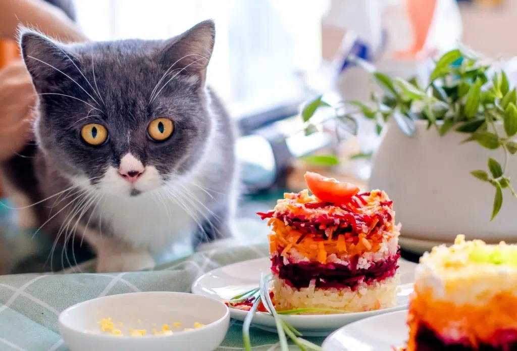 wondering what can cats eat - it needs to be a balanced diet - not too many snacks!