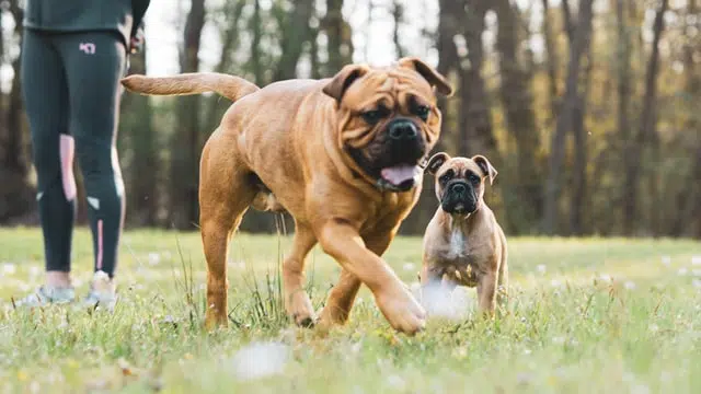 genetically healthy dogs may be less prone to cherry eye in dogs