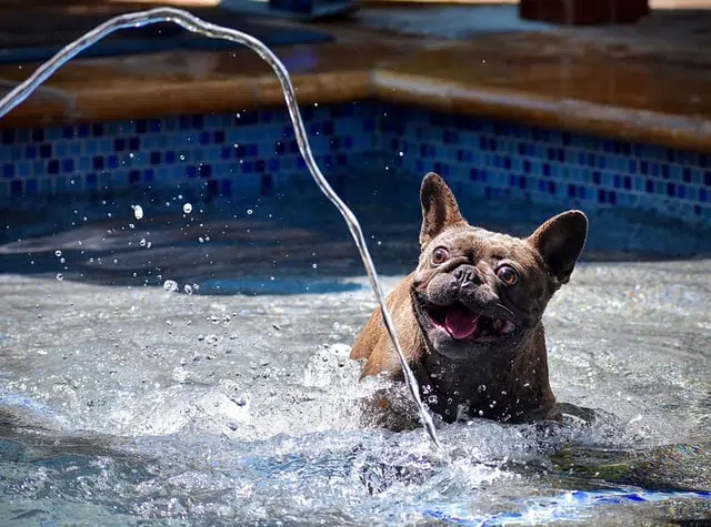 A French Bulldog has recovered from surgery after cherry eye
