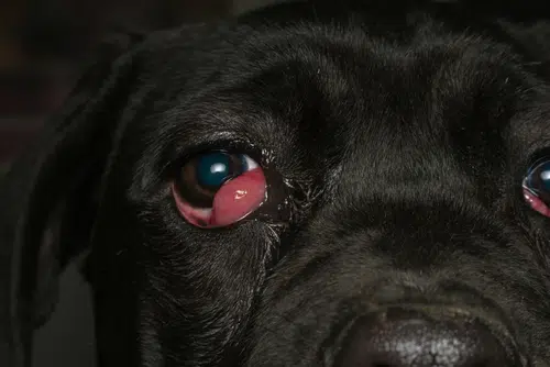 Cherry eye in dogs 