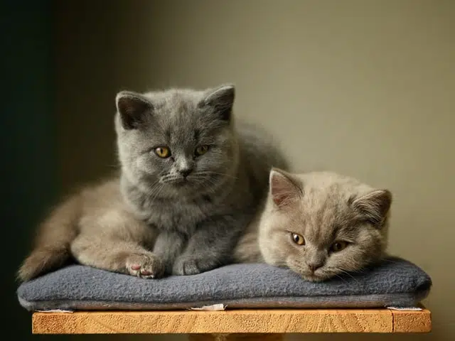 Cutest cats on the planet include these British Shorthairs