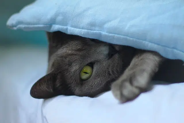 Russian Blue cat