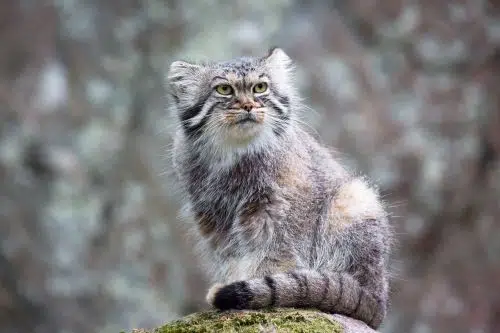 The Pallas cat is a cute cat breed that lives in the wild