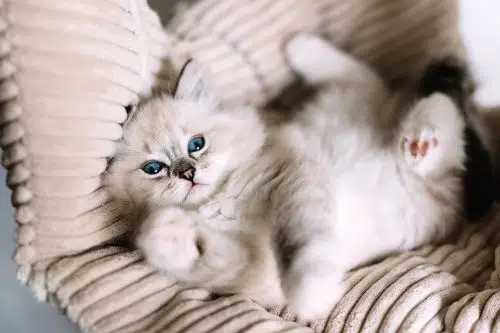 Ragdoll is a floppy cute cat breed