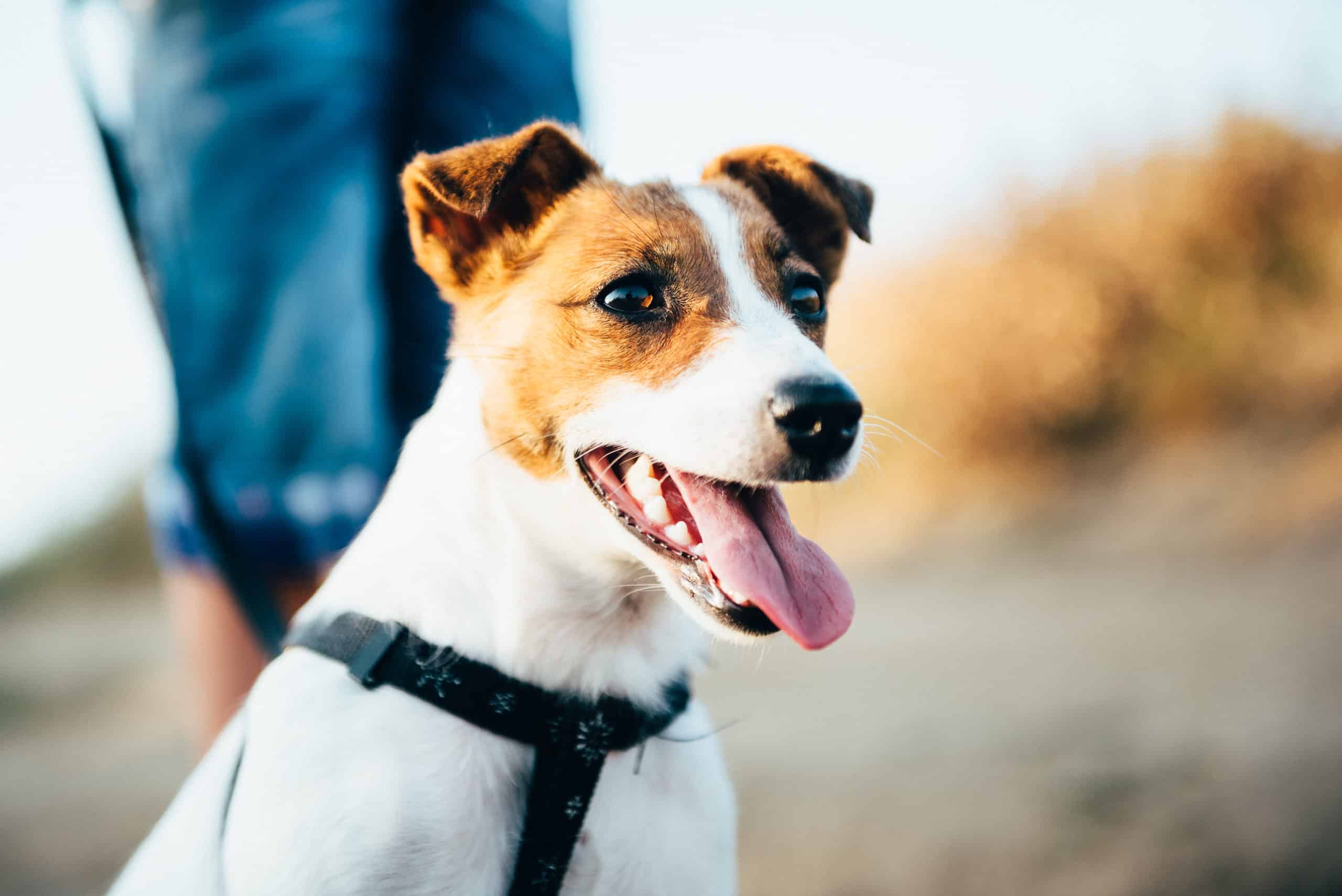 a small dog of the Jack Russell Terrier breed on a walk with its owners