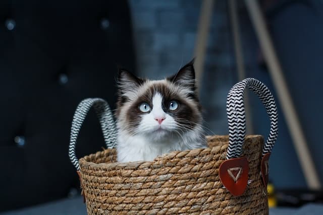A black and white cat in a basket