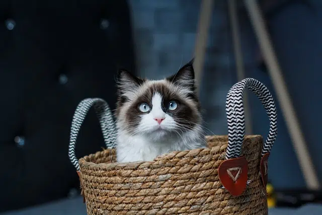 A black and white cat in a basket
