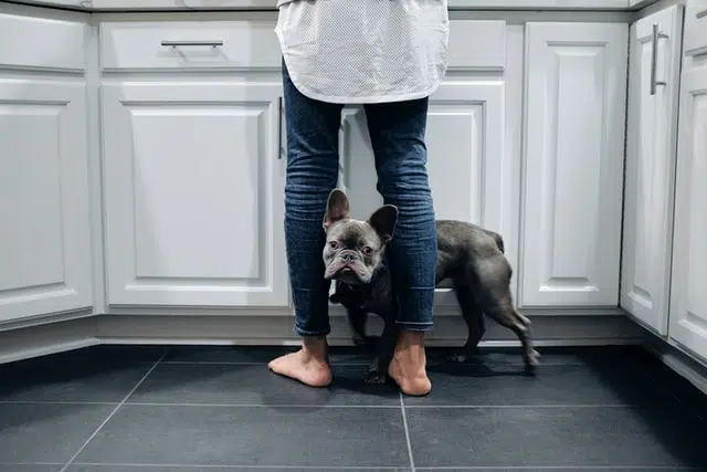 Cherry eye in dogs is likelier is flatter faced dogs like this French Bulldog