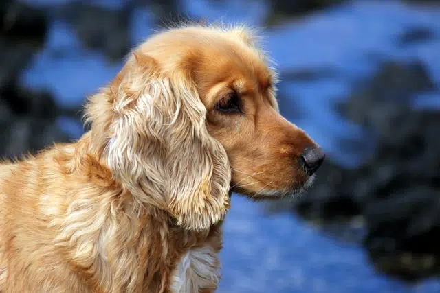 A cocker spaniel looking to the right. Pancreatitis in Dogs is common in cocker spaniels