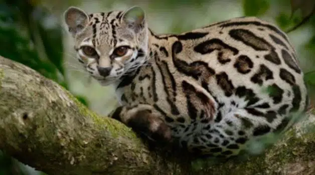 The Margay is one of the cutest wild cats 