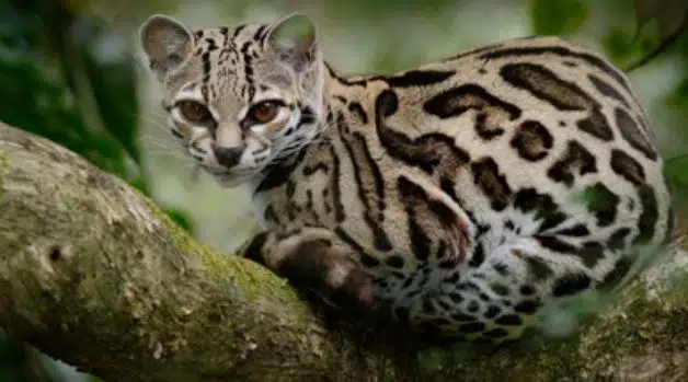 The Margay is one of the cutest wild cats