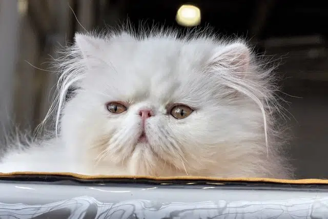 Persian cats are some of the cutest cats of all time