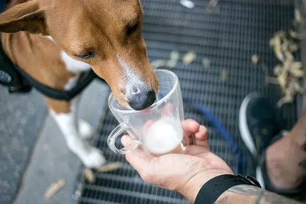 Cute little puppy or dog in harness licks out milk or snacks from cup, owner feeds dog his own food. Adorable relationship between pet and human. Coffee latte cup
