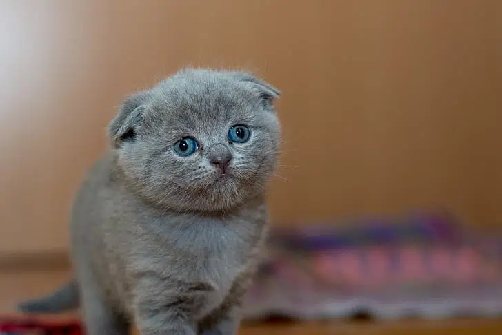 Scottish Fold kitten is one of the cutest cat breeds around thanks to its ears