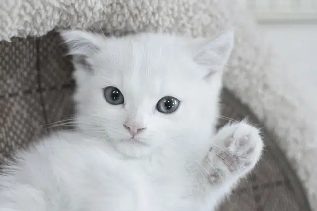 paws up from one of the cutest cats of the year