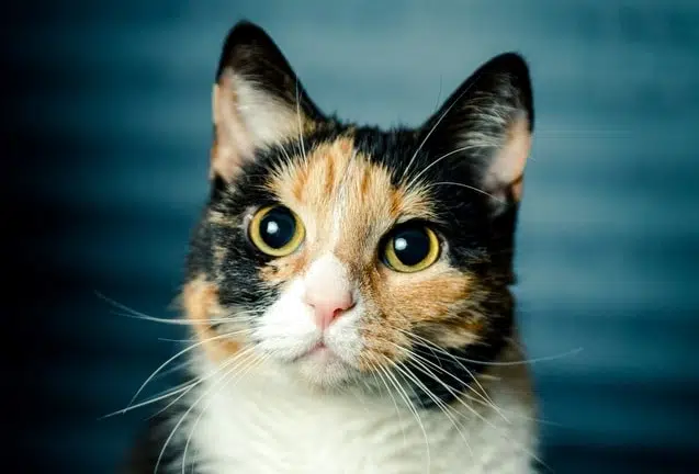 calico cat is one of the cutest cats but not technically a breed
