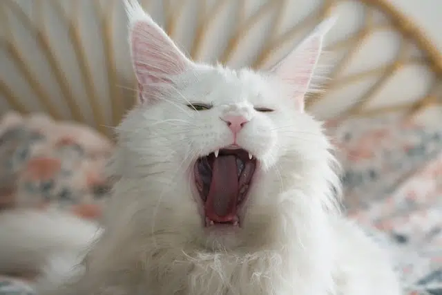 A Maine Coon rates as one of this year's cutest cats