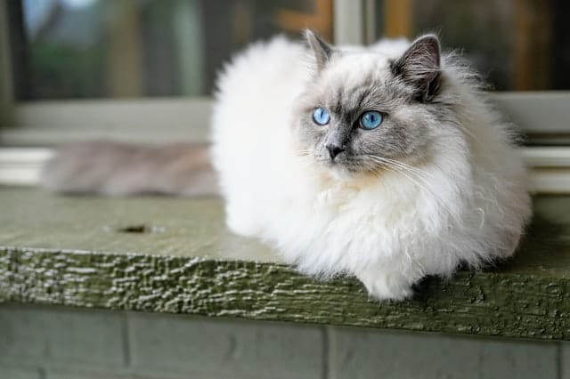 A Ragdoll cat crouched on a step, this is one of the rare cat breeds in Australia