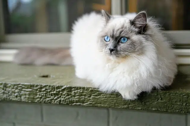 A Ragdoll cat crouched on a step, this is one of the rare cat breeds in Australia