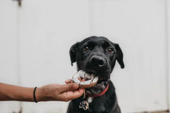 A black dog with a donut in its mouth. There are plenty of human foods that can lead to dog poisoning, so it's important to know all the dog poisoning symptoms.
