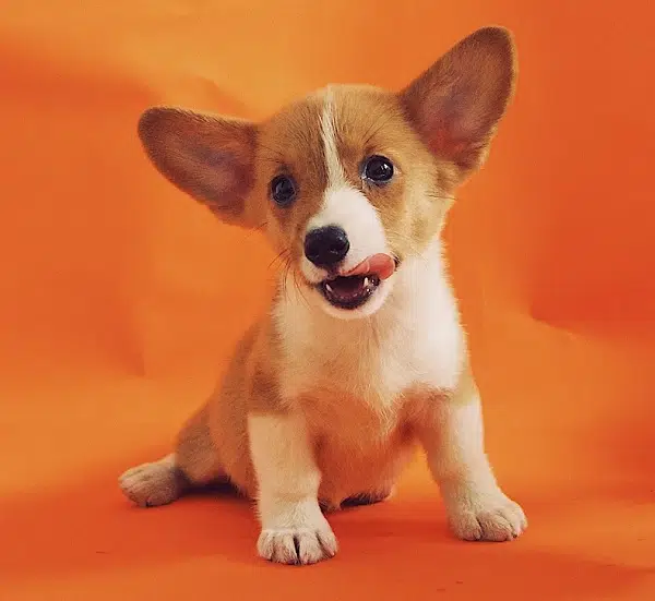 A puppy licking its lips.