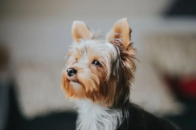 A yorkshire terrier looking to the left. Pancreatitis in Dogs is common in yorkshire terriers.