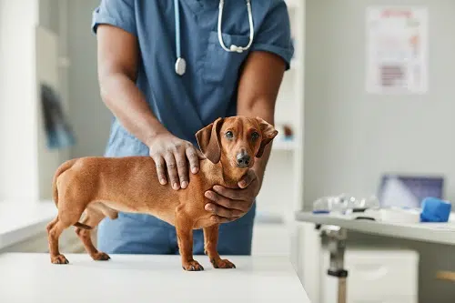 Hands of African-American male veterinarian touching cute sick purebred dachshund of brown color standing on medical table. This adopted dog's pet parent may be aware of the 333 rule for dogs 