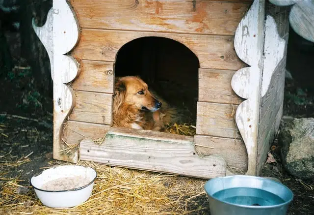 A brown dog in an ornate kennel