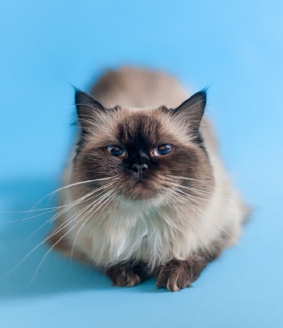 A Ragdoll cat against a blue background, this is one of the rare cat breeds in Australia