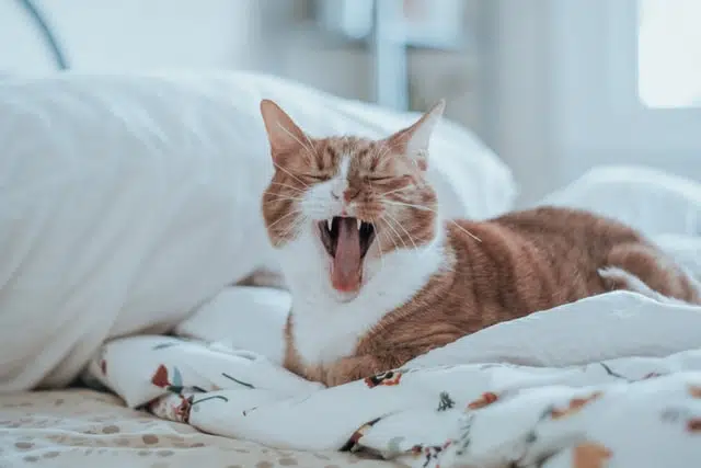ginger and white pet cat yawning and showing teeth