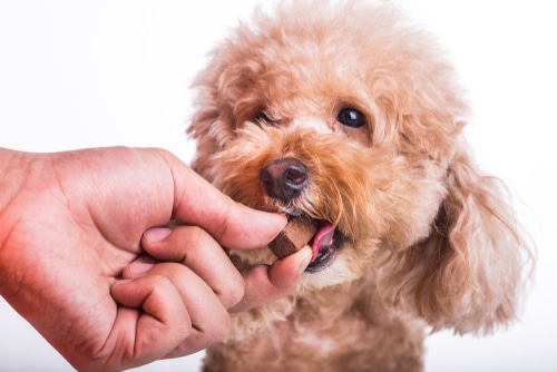 maltese poodle puppy eating a worming tablet 