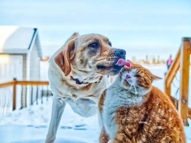 pet labrador licking pet ginger and white cat outside on wooden deck