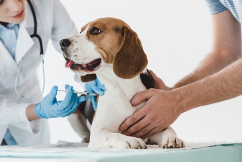 pet beagle dog getting vaccine at the vet as part of his routine pet care schedule
