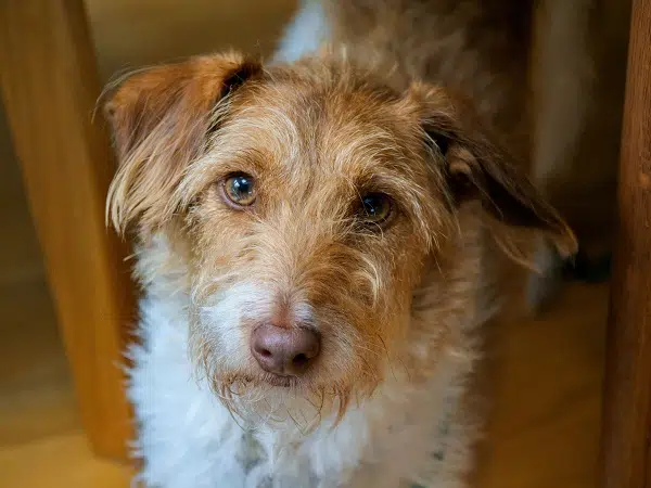 A wire-haired Jack Russell Terrier