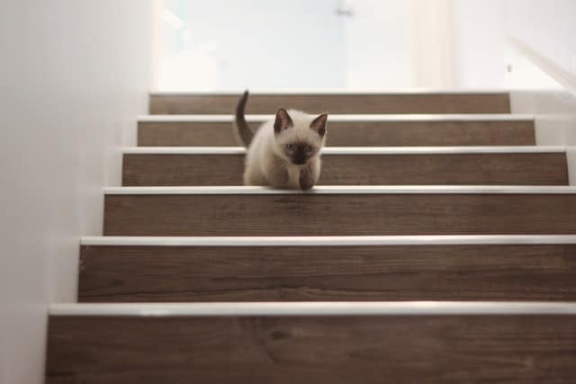 A Ragdoll kitten climbing down some stairs. 