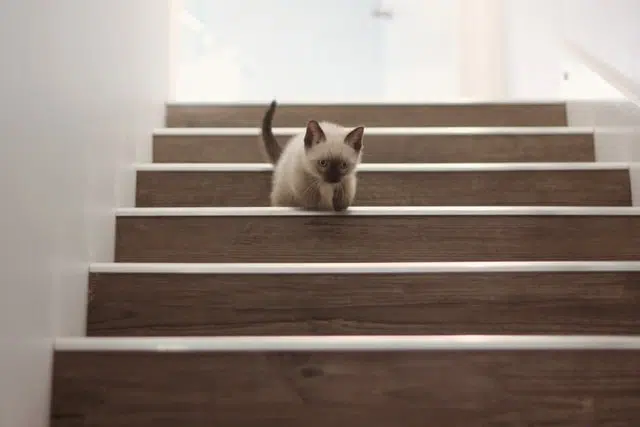 A Ragdoll kitten climbing down some stairs.