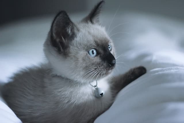 A white and grey kitten on a white pillow