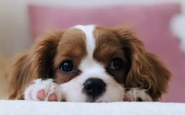 spaniel puppy resting chin on paws - routine pet care image