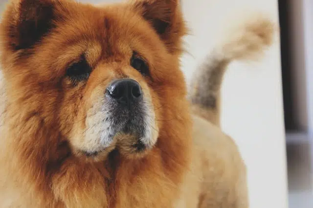 adult chow chow dog with shaved body and natural neck fur making a mane