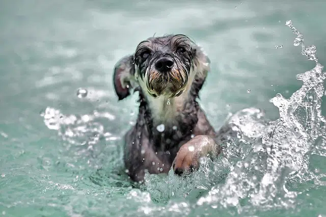 small black and white dog paddling in clear water during summer