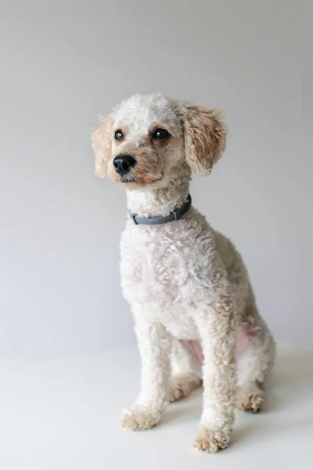 white shaved poodle dog sitting against grey background