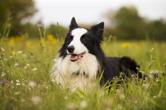 border collie dog lying in grass with happy panting expression