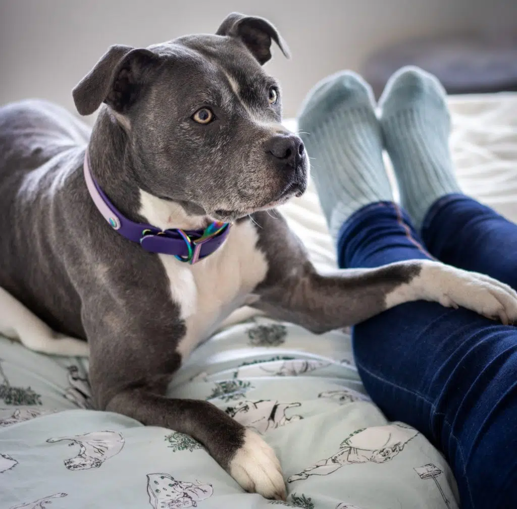 A Staffy dog tenderly puts a paw on its pet parent