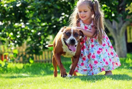 Staffordshire bull terrier plays with little girl