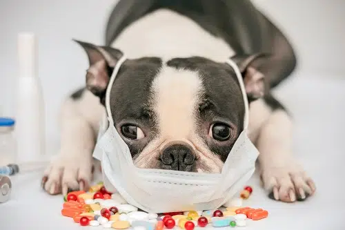 A french bulldog with a mask and some pills in front of him There are plenty of things that can lead to dog poisoning, so it's important to know all the dog poisoning symptoms.