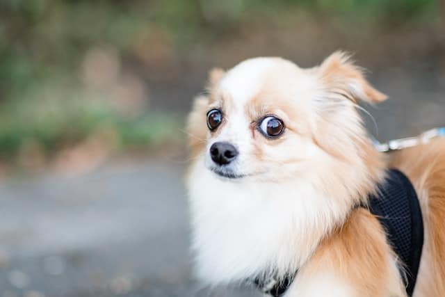 small fluffy dog in harness scared of something looking at camera