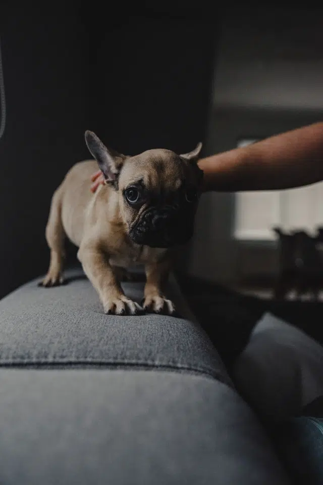 small boston terrier dog sitting on couch scared of thunder while owner is stroking him
