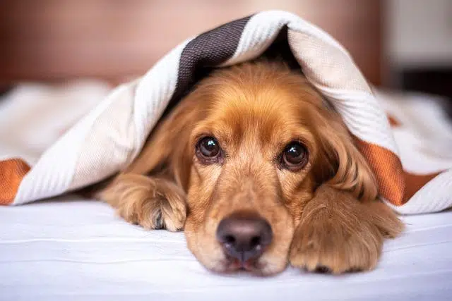 cocker spaniel lying underneath stripey duvet cover with chin resting on paws