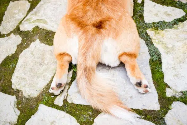 dog scooting