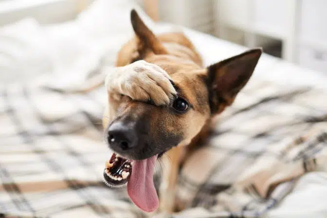 anal plug ne demek When to Express A Dog's Anal Glands, Per a Vet